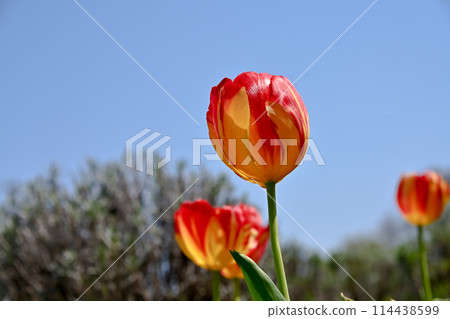 Tulip 114438599