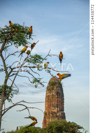 THAILAND AYUTTHAYA WAT PHRA RAM 114438772