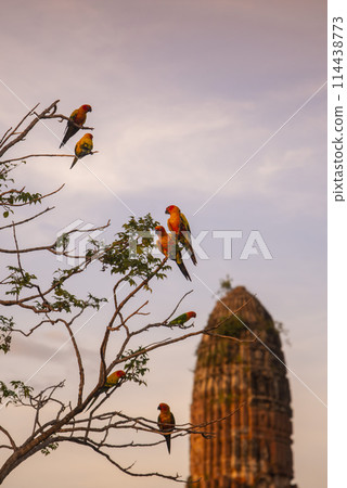 THAILAND AYUTTHAYA WAT PHRA RAM THAILAND AYUTTHAYA WAT PHRA RAM 114438773