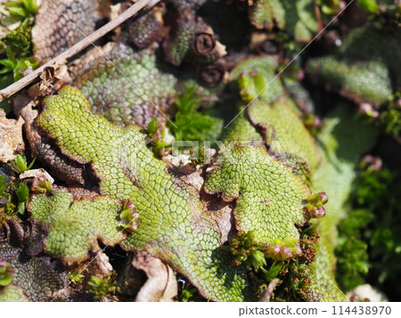 香味地衣的特寫 香味地衣的特寫 114438970