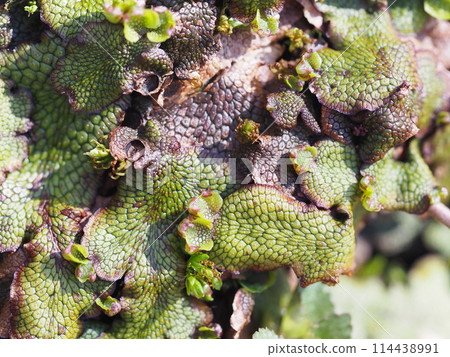 Close-up of scented liverwort Close-up of scented liverwort 114438991
