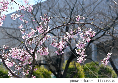 春天在鄰里公園盛開的垂枝櫻花 春天在鄰里公園盛開的垂枝櫻花 114439050