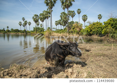 THAILAND ANG THONG AGRICULTURE BUFFALO 114439080