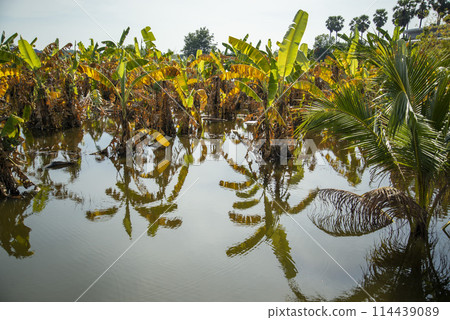 THAILAND ANG THONG AGRICULTURE FLOOD THAILAND ANG THONG AGRICULTURE FLOOD 114439089