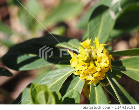 Naniwazu 花的特寫 Naniwazu 花的特寫 114439191