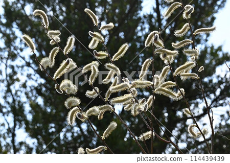 Pussy willow shining in the light Pussy willow shining in the light 114439439