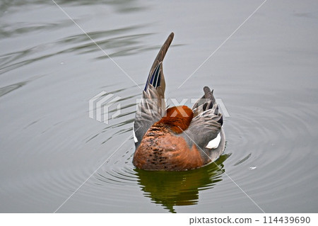 Ducks grooming themselves in a pond 114439690
