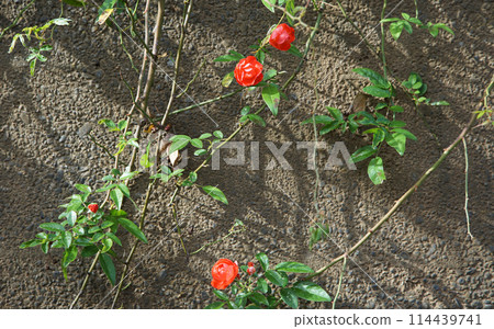 Garden wall ivy leaves and red flowers Garden wall ivy leaves and red flowers 114439741