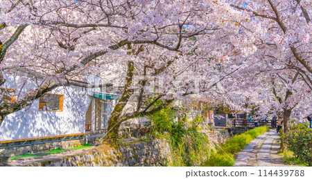 Cherry blossoms along the Philosopher's Path in Kyoto in spring Cherry blossoms along the Philosopher's Path in Kyoto in spring 114439788