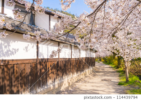 Cherry blossoms along the Philosopher's Path in Kyoto in spring 114439794