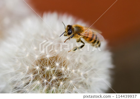 Bees on fluff 114439937