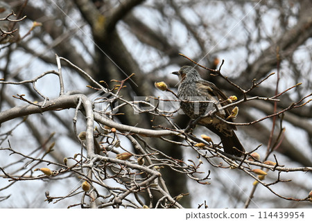 一隻八哥棲息在樹上的後視圖 114439954