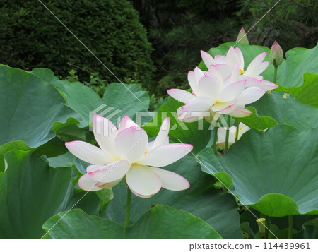 三朵蓮花 三朵蓮花 114439961