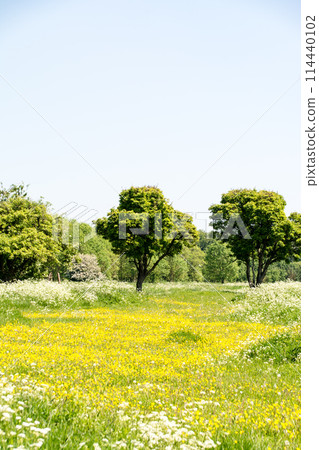 A spacious field of small yellow buttercups and white flowers in a park on the outskirts of London 114440102