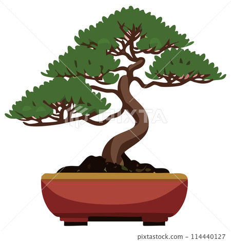 Pine bonsai Pine bonsai 114440127