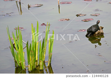 A pond with a turtle standing on a stone A pond with a turtle standing on a stone 114440128