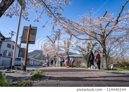 Scenery of cherry blossoms in the Sakura Tunnel at Ieyama in Shimada City (Shizuoka Prefecture) 114440144