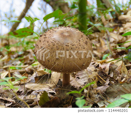 路邊長出的大蘑菇 114440201