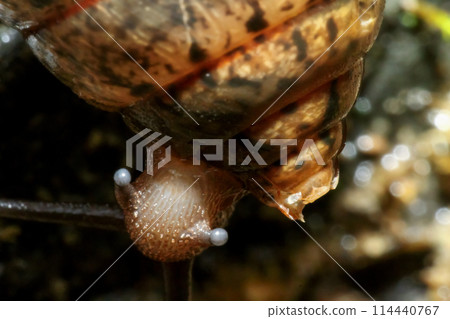 Macro view of snail tentacles in Wulai District, New Taipei City. Macro view of snail tentacles in Wulai District, New Taipei City. 114440767