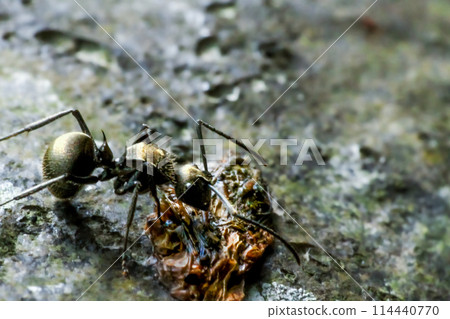 Close-up of black spiny ants in their natural habitat. Close-up of black spiny ants in their natural habitat. 114440770