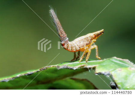 Juvenile Tonga Westwoodi on Leaf in Wulai, New Taipei City. 114440780