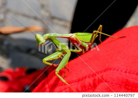 Hierodula Patellifera (Giant Asian Mantis) in Wulai, New Taipei City. Hierodula Patellifera (Giant Asian Mantis) in Wulai, New Taipei City. 114440797