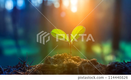 陽光照射下的新芽（AI 產生的圖像） 114440826