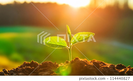 New shoots illuminated by the sun (AI-generated image) 114440827