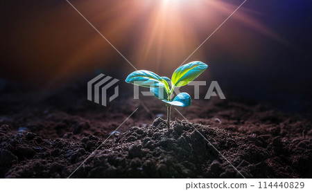 陽光照射下的新芽（AI 產生的圖像） 114440829