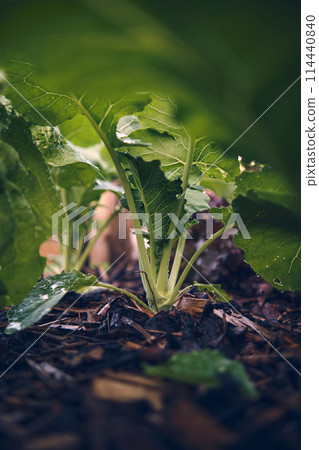 Young Kohlrabi plant growing in bed 114440840