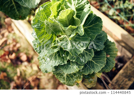 Leftover Brussels Sprouts plant in the garden in winter 114440845