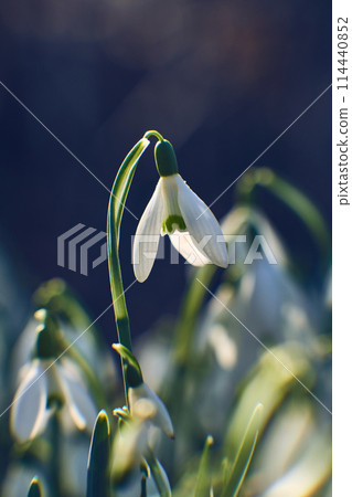 Closeup of Snowdrops glowing in sunset light Closeup of Snowdrops glowing in sunset light 114440852