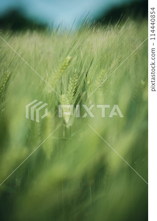 Barley field still green Barley field still green 114440854