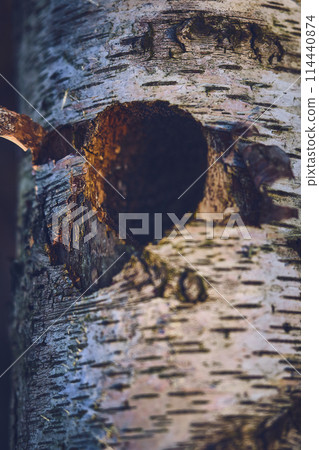 Hole in birch tree for Birds nest 114440874