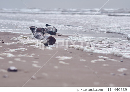 drift wood at the beach on cloudy day drift wood at the beach on cloudy day 114440889
