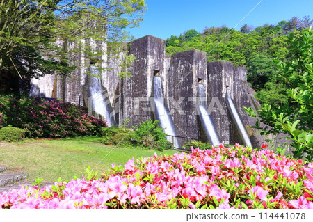 [Kagawa Prefecture] Azaleas blooming in spring at the Honenike Dam (Hoenike Weir), the first stone masonry multiple arch dam in the country 114441078