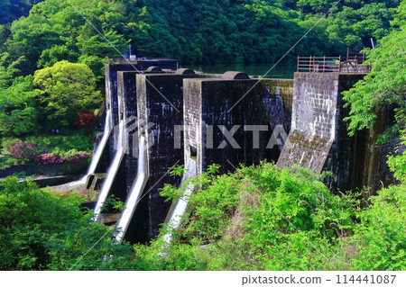 [Kagawa Prefecture] Azaleas blooming in spring at the Honenike Dam (Hoenike Weir), the first stone masonry multiple arch dam in the country 114441087