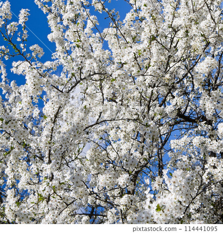 White cherry flowers on spring. White cherry flowers on spring. 114441095