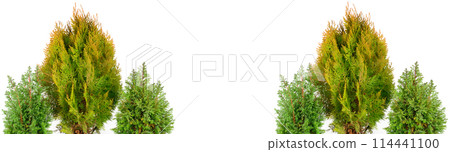 Thuja garden bush and cypress in a pots isolated on white. There is free space for text. Wide photo. Collage. 114441100