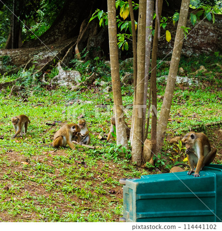 Macaque on the grass in Peradeniya Royal Botanic Gardens . Sri Lanka. 114441102