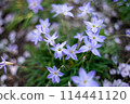 Hananilla 114441120