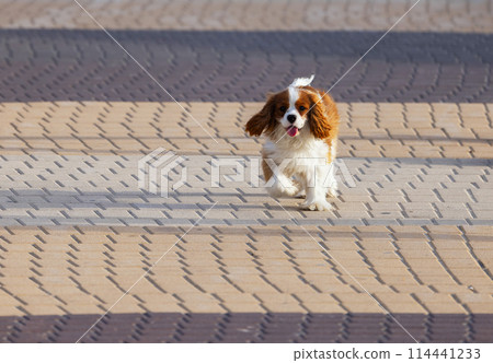 beautiful Charles Spaniel dog running along the road beautiful Charles Spaniel dog running along the road 114441233