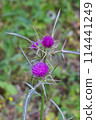 red flowering Milk thistle close-up 114441249