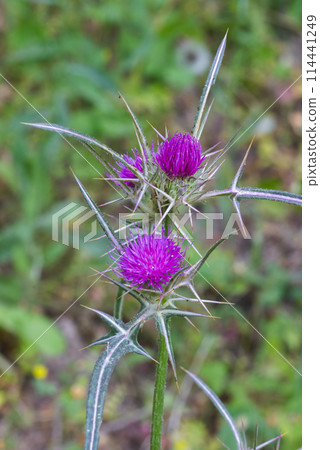 red flowering Milk thistle close-up 114441249