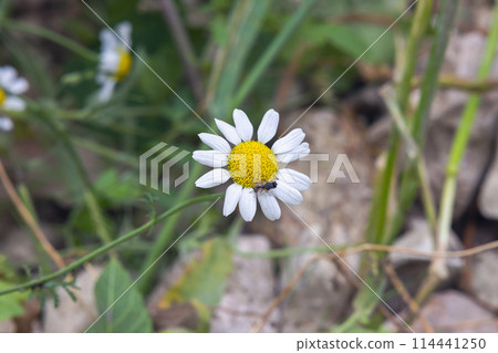 beautiful flower Chamomile closeup 114441250