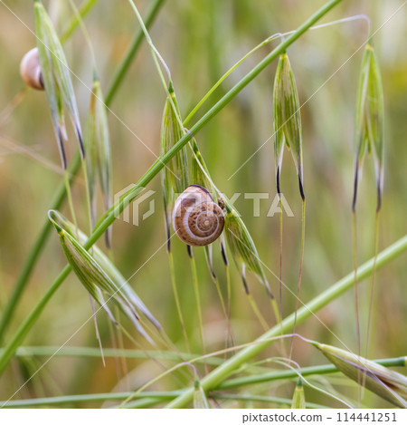 beautiful snail on a spike in the grass beautiful snail on a spike in the grass 114441251