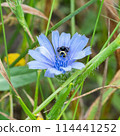 Chicory flower with spider Synema globosum close-up macro 114441252