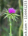 red flowering Milk thistle close-up 114441253