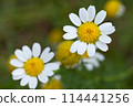 beautiful flower Chamomile closeup 114441256