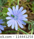 beautiful chicory flower with insect Anthaxia hungarica close up 114441258